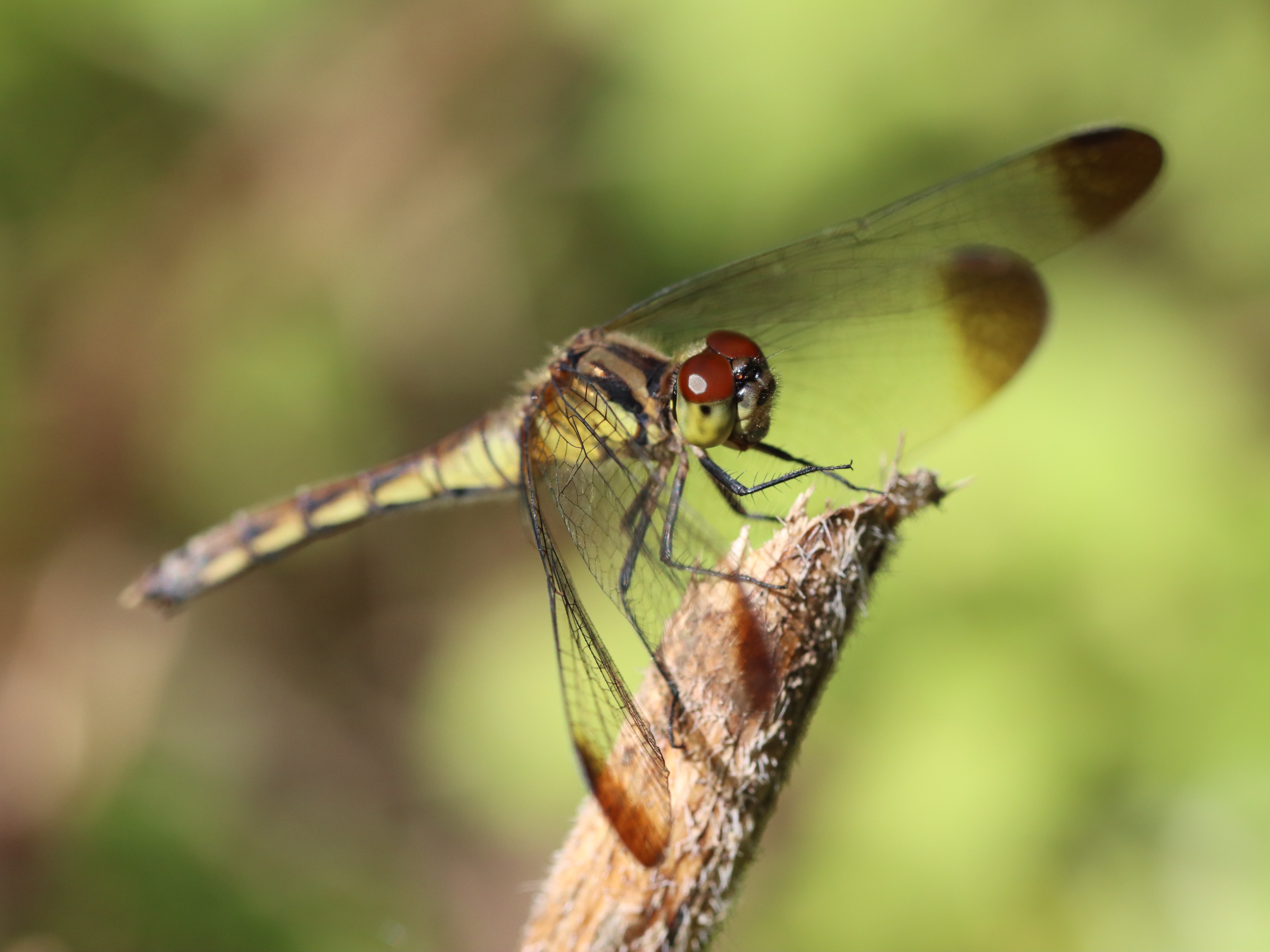 マユタテアカネ